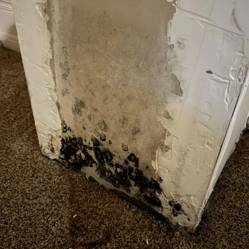 Professional Mold Removal in Vista, CA